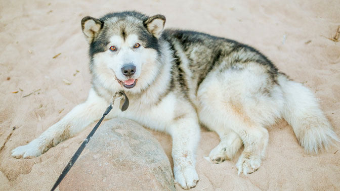 Husky sur la plage