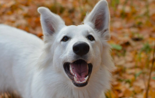 PHOTO DE BERGER BLANC SUISSE