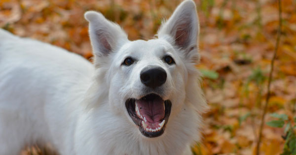 PHOTO DE BERGER BLANC SUISSE