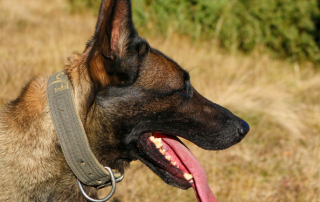 CHIEN MALINOIS