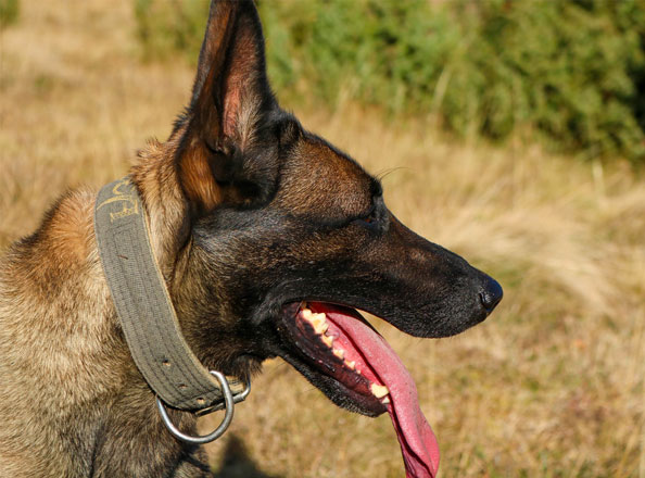 CHIEN MALINOIS