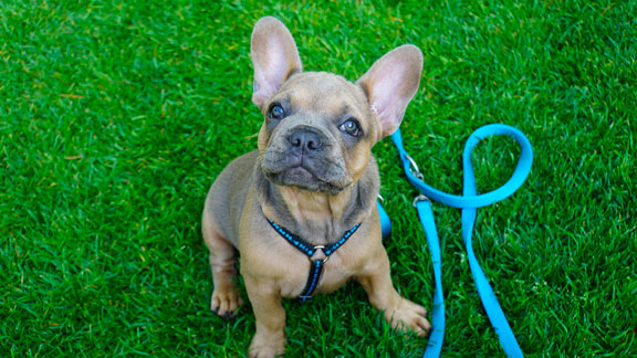 Photo de bouledogue français avec un harnais