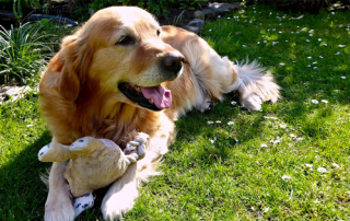 LE GOLDEN RETRIEVER LE PLUS AFFECTUEUX