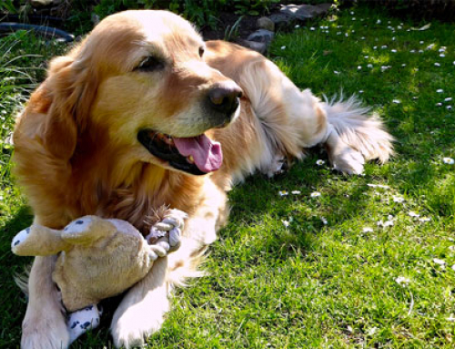 Le chien le plus affectueux du monde