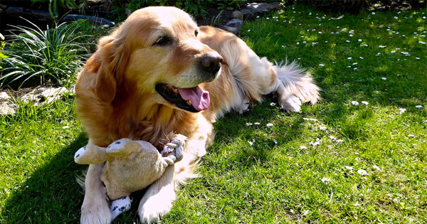 LE GOLDEN RETRIEVER LE PLUS AFFECTUEUX