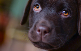 Labrador, race sujette au hot-spot