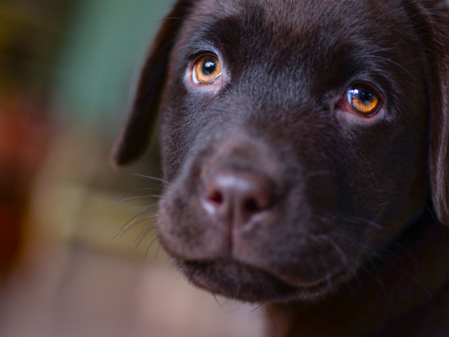 Labrador, race sujette au hot-spot