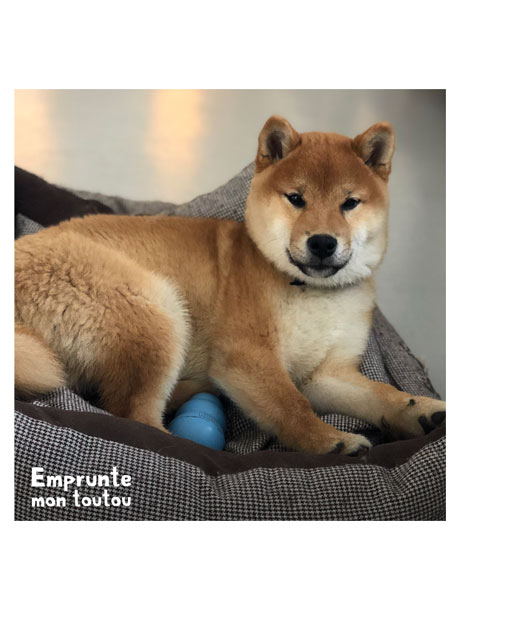 photo d'Onix, Shiba Inu