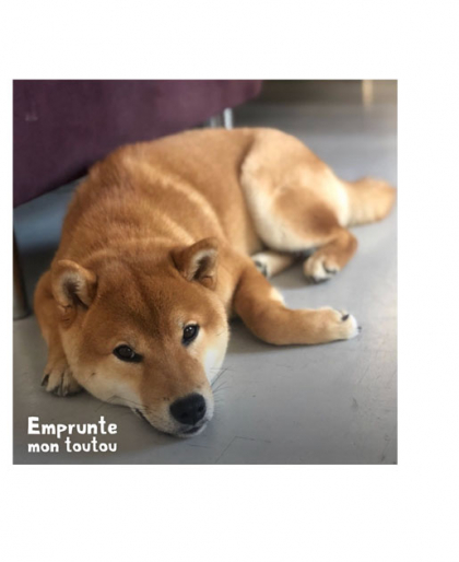 photo d'Onix, Shiba Inu