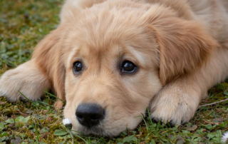 chiot golden retriever