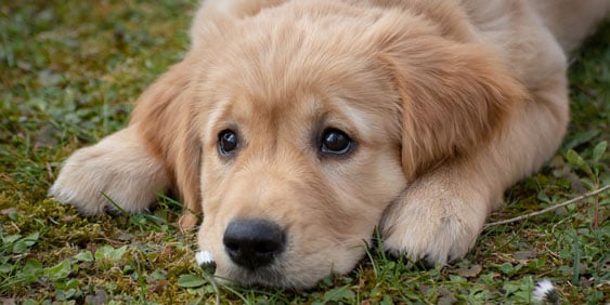 chiot golden retriever