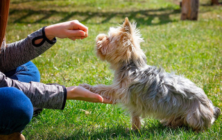 dame en train d'éduquer son chien