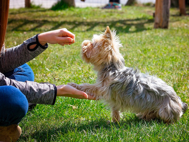 dame en train d'éduquer son chien