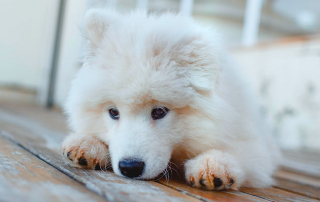 SAMOYEDE TRISTE