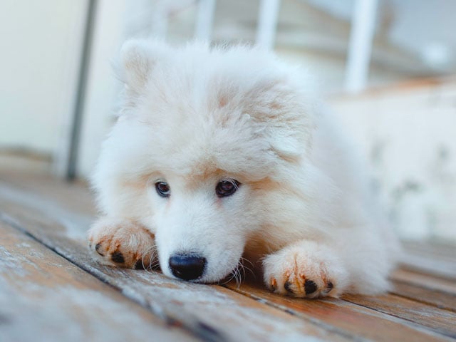 SAMOYEDE TRISTE