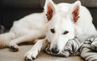 BERGER BLANC SUISSE