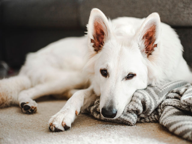 BERGER BLANC SUISSE