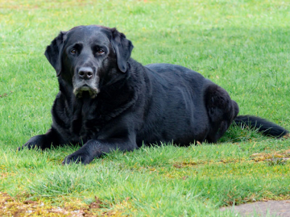 L'arthrose chez le chien