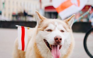 Husky portant un drapeau blanc et rouge