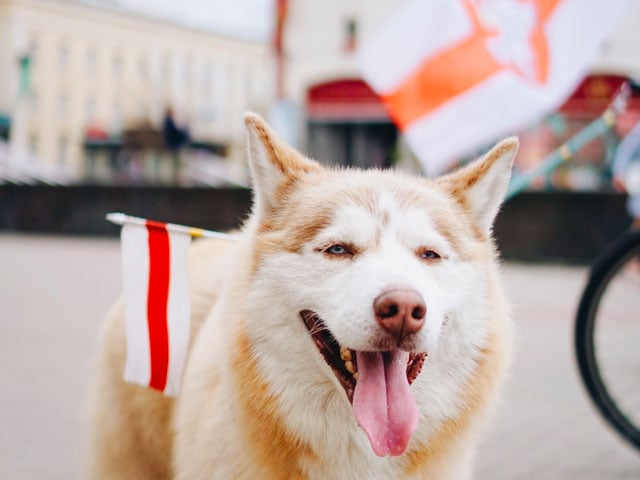 Husky portant un drapeau blanc et rouge