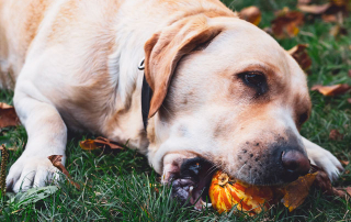 LABRADOR CROQUANT UNE CITROUILLE