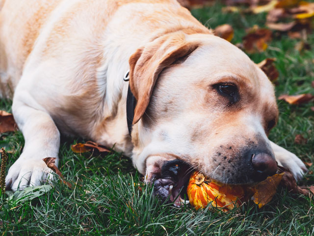 LABRADOR CROQUANT UNE CITROUILLE