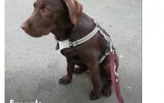 jeune labrador chocolat