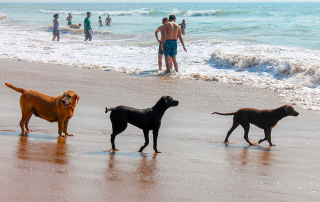 chiens à la plage
