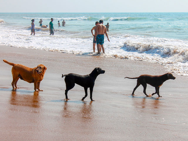 chiens à la plage