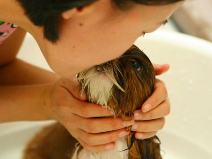 bien prendre soin de son chien