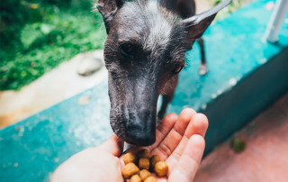 CHIEN MANGEANT DES CROQUETTES