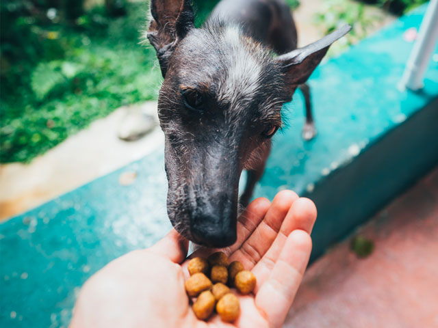 CHIEN MANGEANT DES CROQUETTES