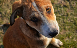 chien au regard triste