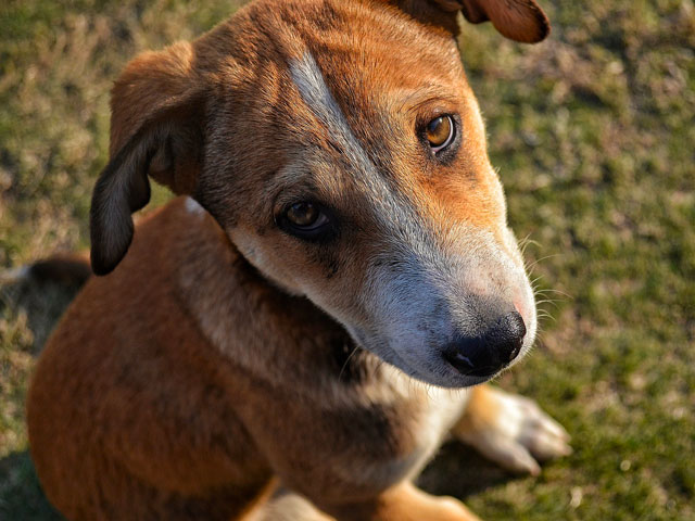 chien au regard triste