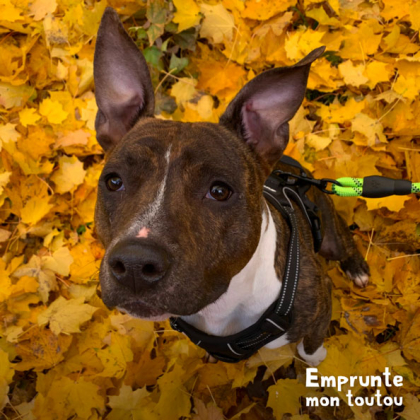 chien assis dans les feuilles mortes