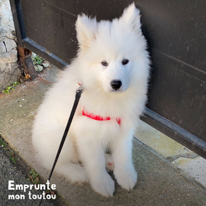 photo de chiot samoyede