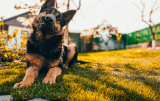 CHIEN DE TYPE BERGER ALLEMAND