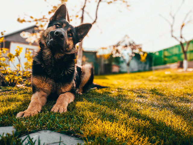 CHIEN DE TYPE BERGER ALLEMAND