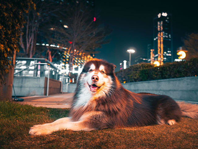 MALAMUTE COUCHE DANS L'HERBE