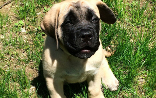 chiot English Mastiff