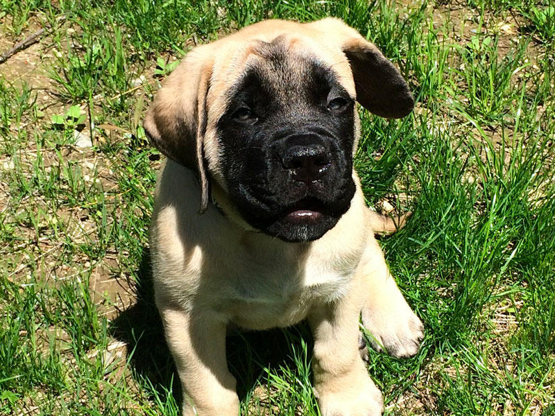 chiot English Mastiff