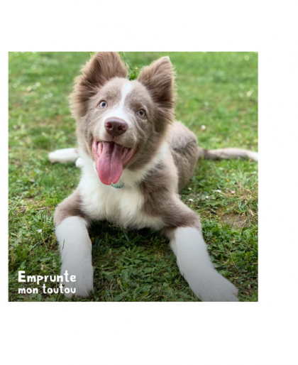 Chiot couché dans l'herbe