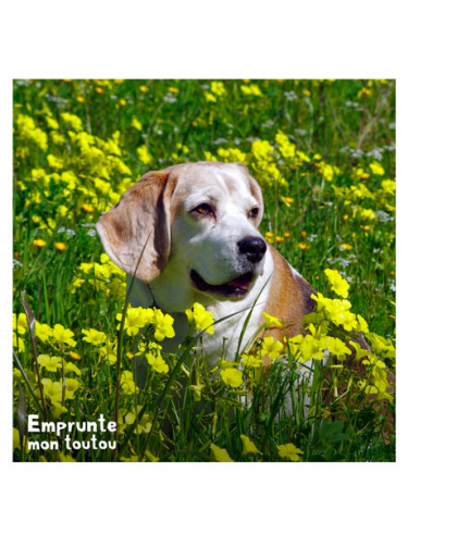 Chien dans un champ de fleurs jaunes