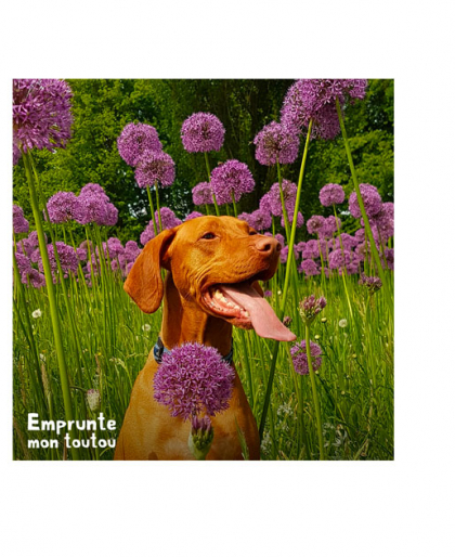 chien assis dans de hautes fleurs violettes