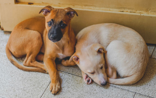 2 CHIENS COUCHES AU SOL