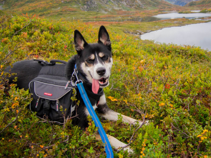 Faire de la cani-trottinette