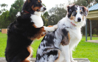 chien se faisant masser par un autre chien