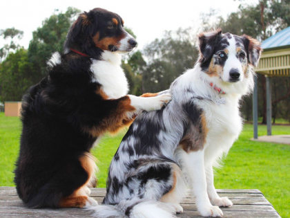 L'ostéopathie pour chien