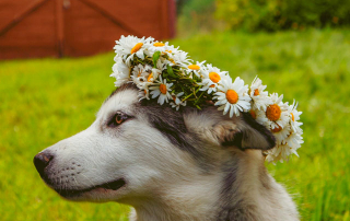 chien portant une couronne de fleurs