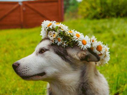 Soigner son chien grâce à la phytothérapie